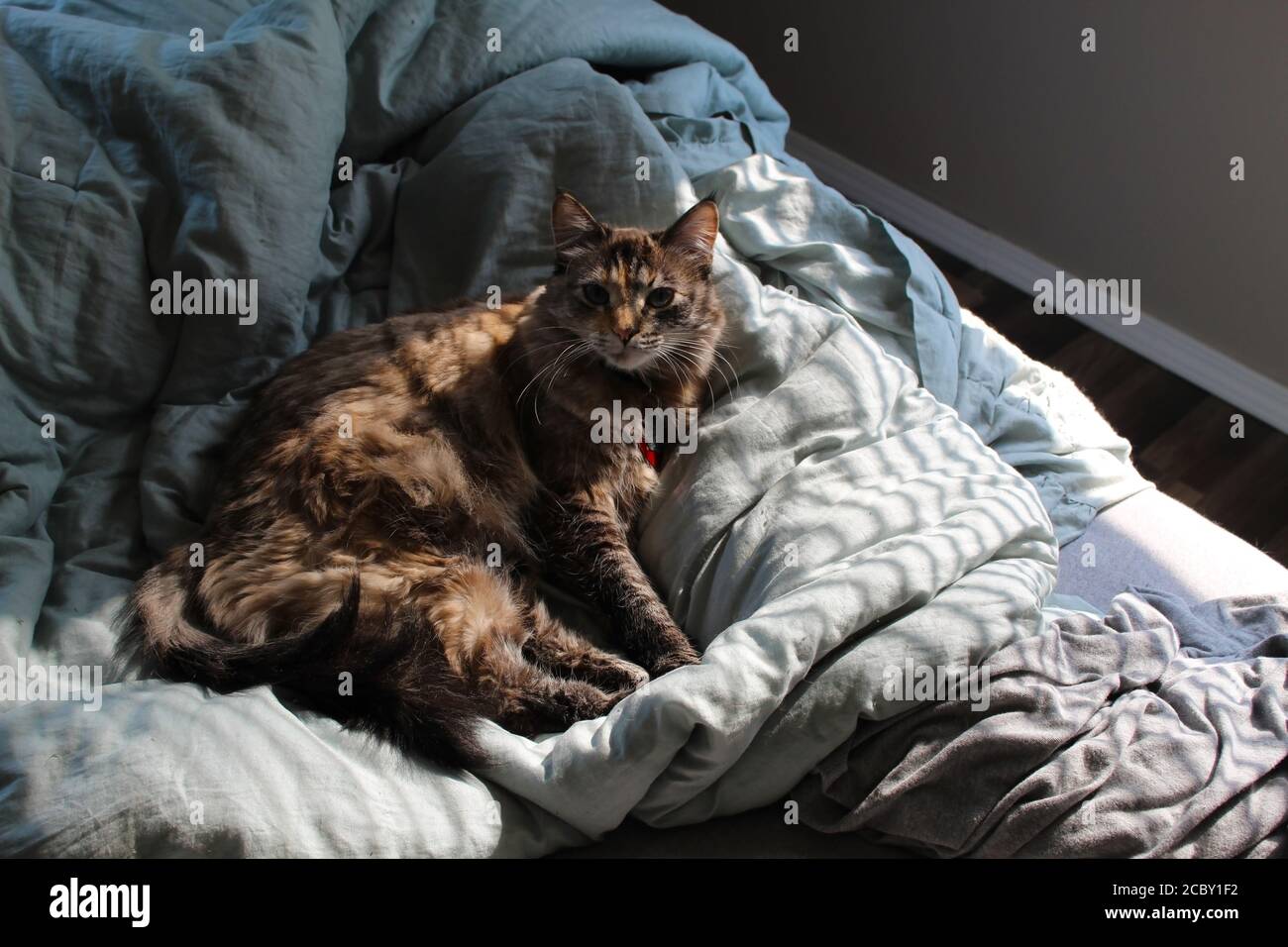 Cat Sitting In Patch of Sunlight through Blinds Stock Photo