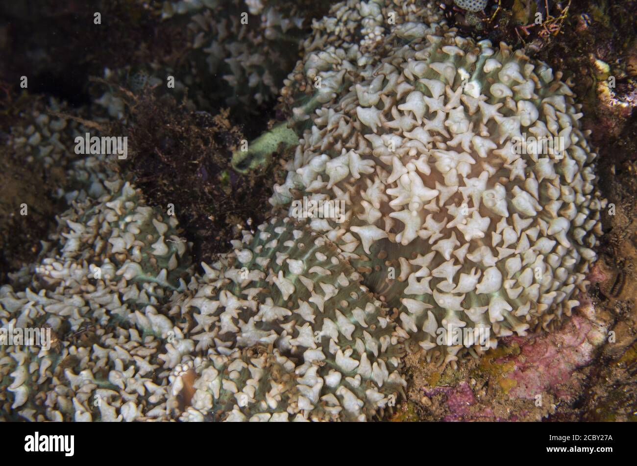 Mushroom Coral, Rhodactis sp., Discosomidae, Anilao, Batangas, Philippines, Indo-pacific Ocean, Asia Stock Photo