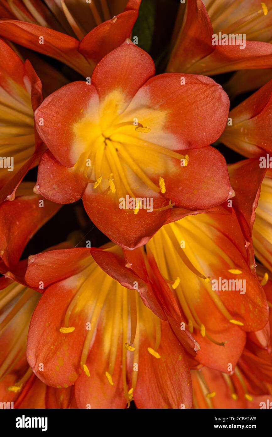 Natal, Bush or Kaffir Lily (Clivia miniata) Stock Photo