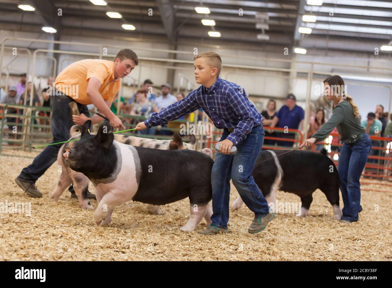 Livestock canes hires stock photography and images Alamy