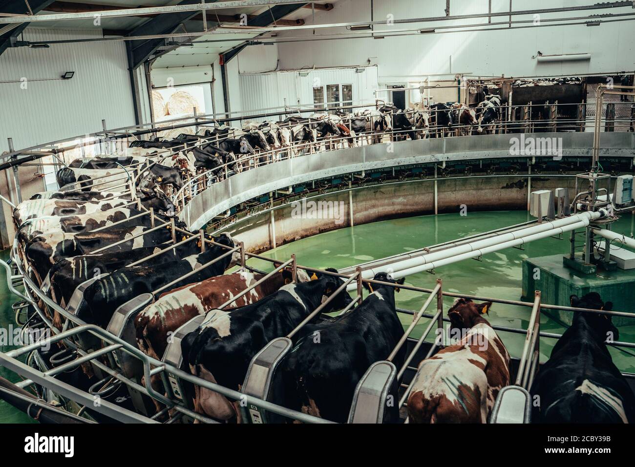 Round rotary machine for milking cows in dairy farm. Stock Photo