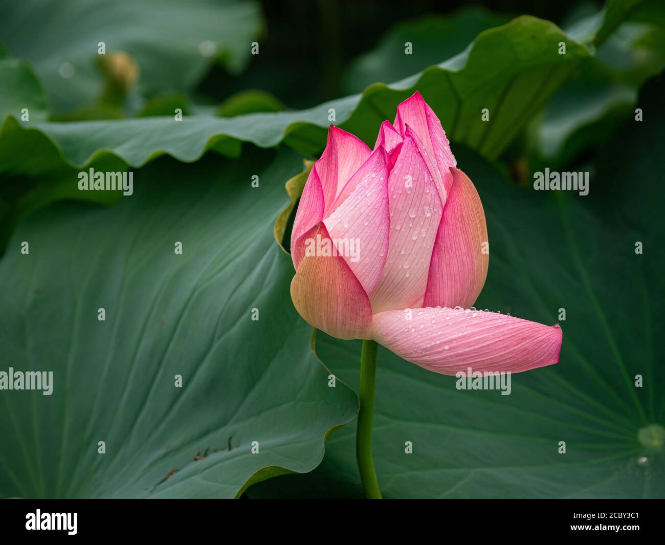 Lotus plants in the rain in North Carolina Stock Photo Alamy