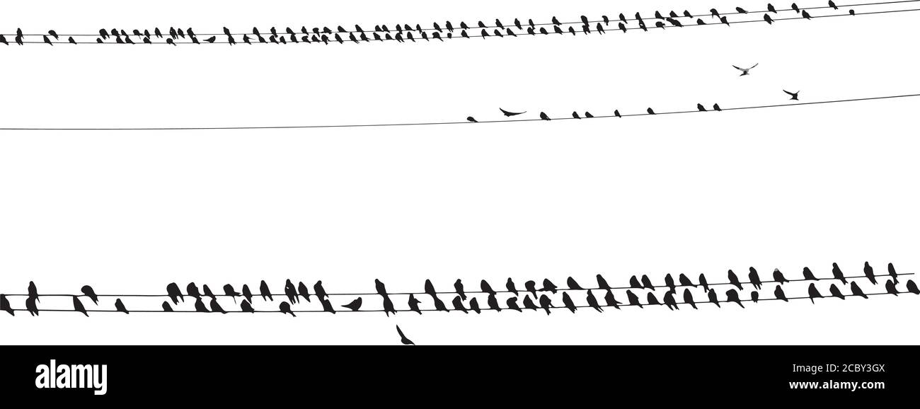 Birds on wire. Vector image. White background Stock Vector Image & Art ...