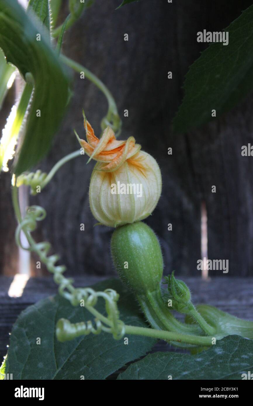 Backyard urban organic gardening of a young female pumpkin plant flower blossoming and grown by locavores in the City of Chicago. Stock Photo