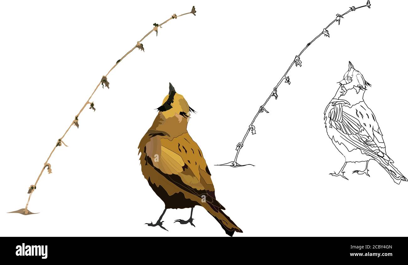 Cute little birds. Vector images. White background. Stock Vector