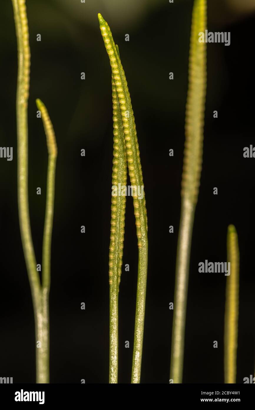 Spore-bearing Stalks of Adder's-tongue Fern (Ophioglossum petiolatum) Stock Photo
