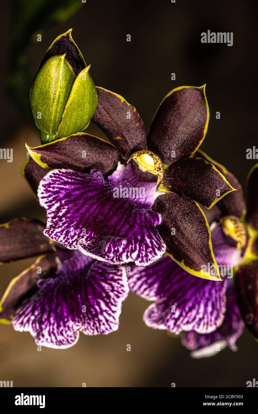 Flower of Zygopetalum Orchid Artur Elle x Ben Wrighton Stock Photo