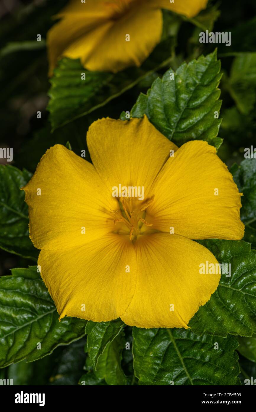 Flower of Yellow Alder (Turnera ulmifolia) Stock Photo