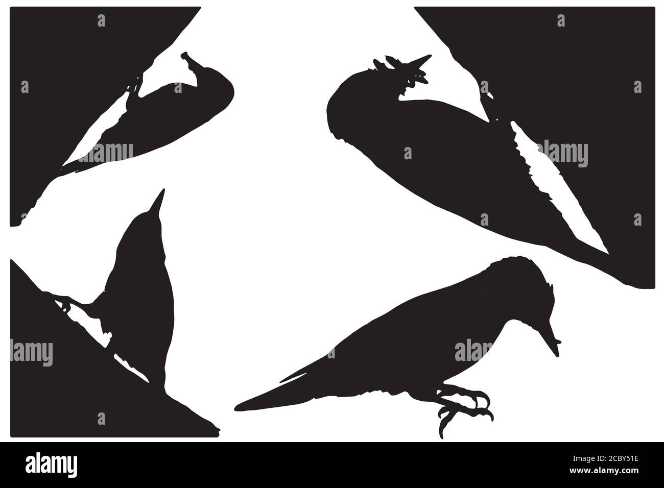 Woodpecker. Vector image. White background Stock Vector Image & Art - Alamy