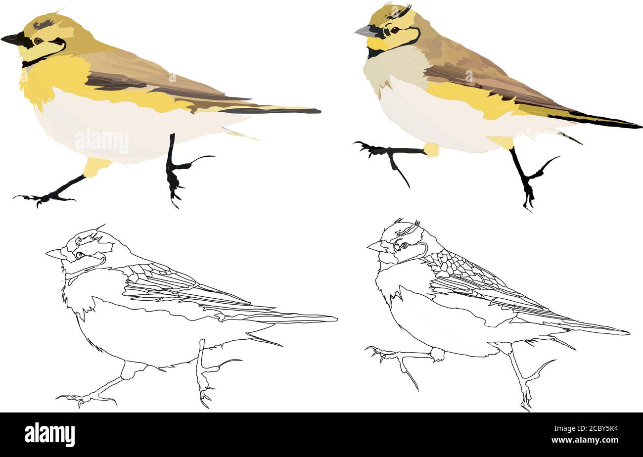 Cute little birds. Vector images. White background. Stock Vector