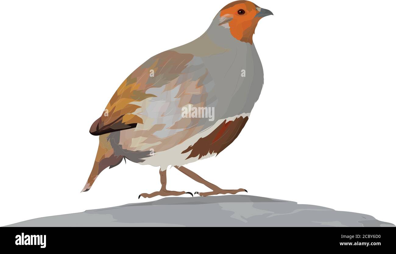Realistic vector bird. Bird: Grey Partridge. Perdix perdix. White background. Stock Vector