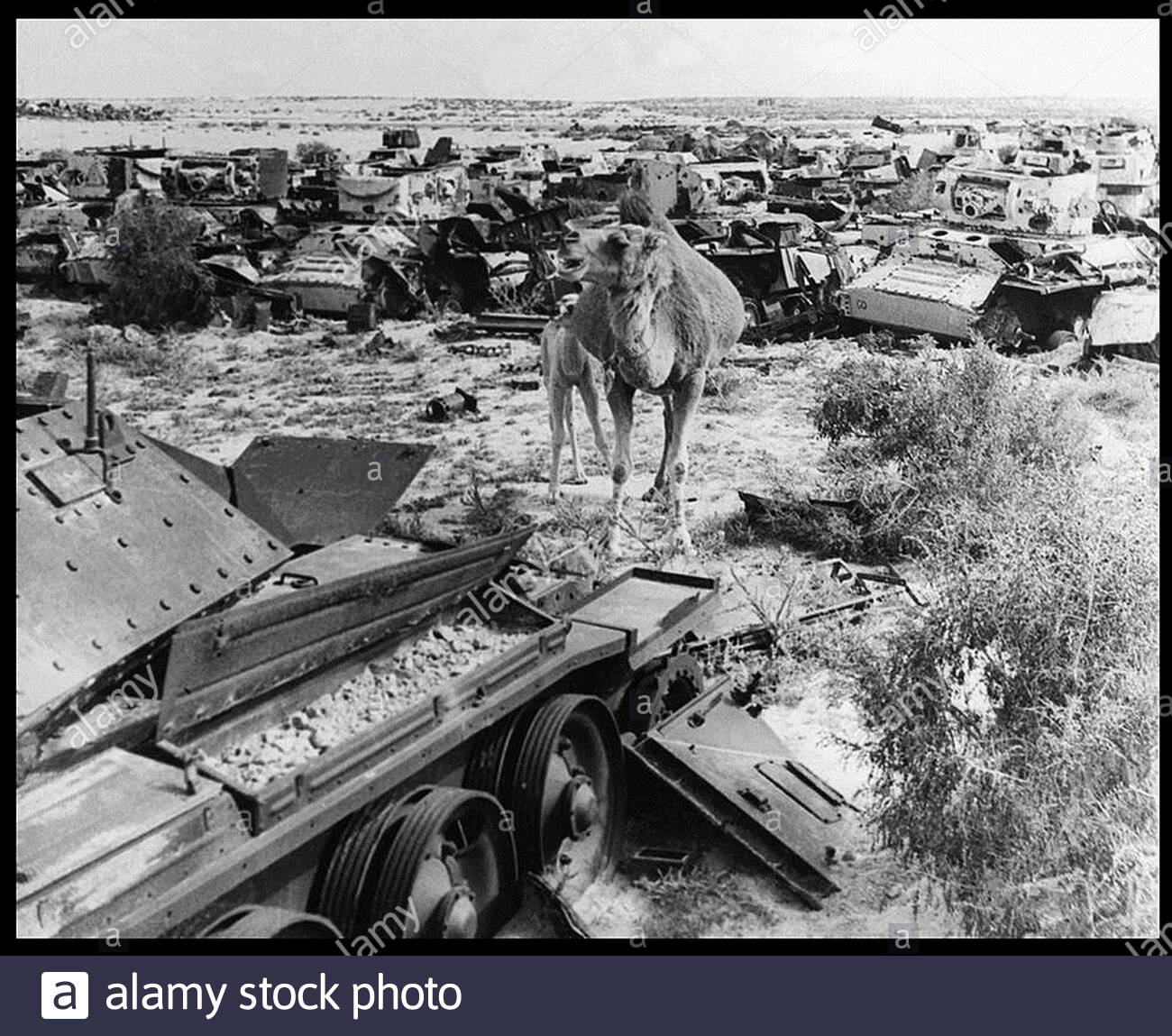 Battle Of The Camel High Resolution Stock Photography And Images Alamy