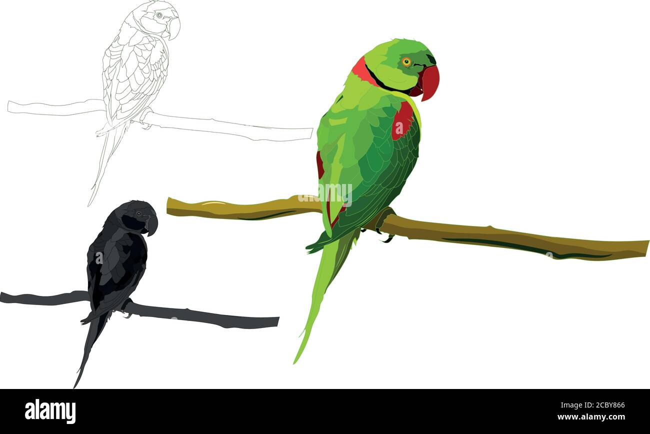 Green parrot. Vector images. White background. Stock Vector