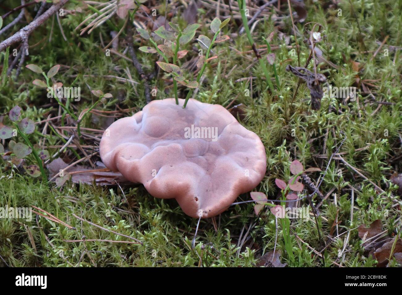 Hydnellum peckii mushroom in pine forest. Close-up photo  Stock Photo