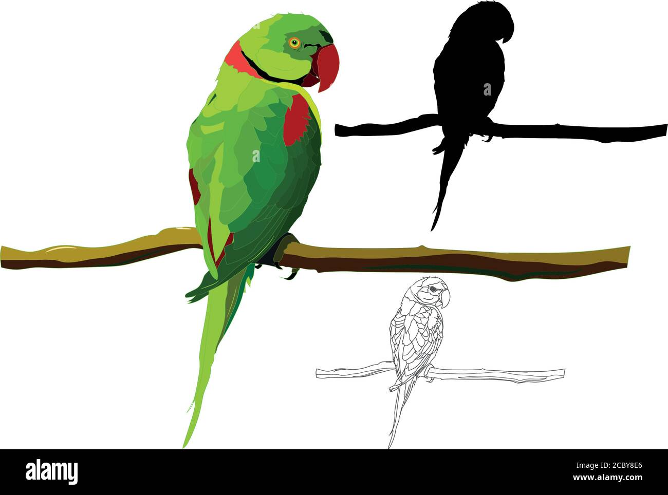 Green parrot. Vector images. White background. Stock Vector