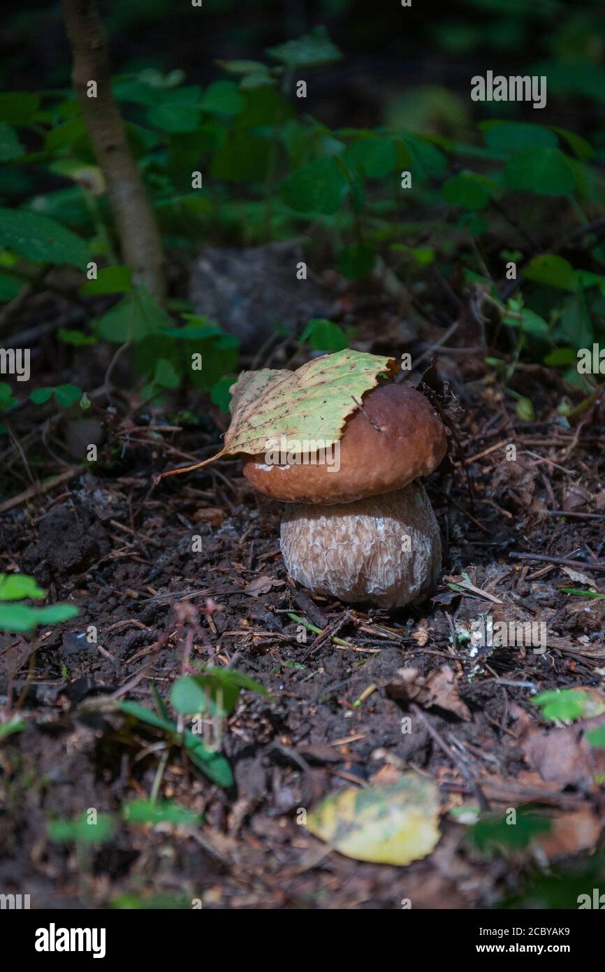 Boletus edulis mushroom under yellow leaf in green grass of woods Stock Photo