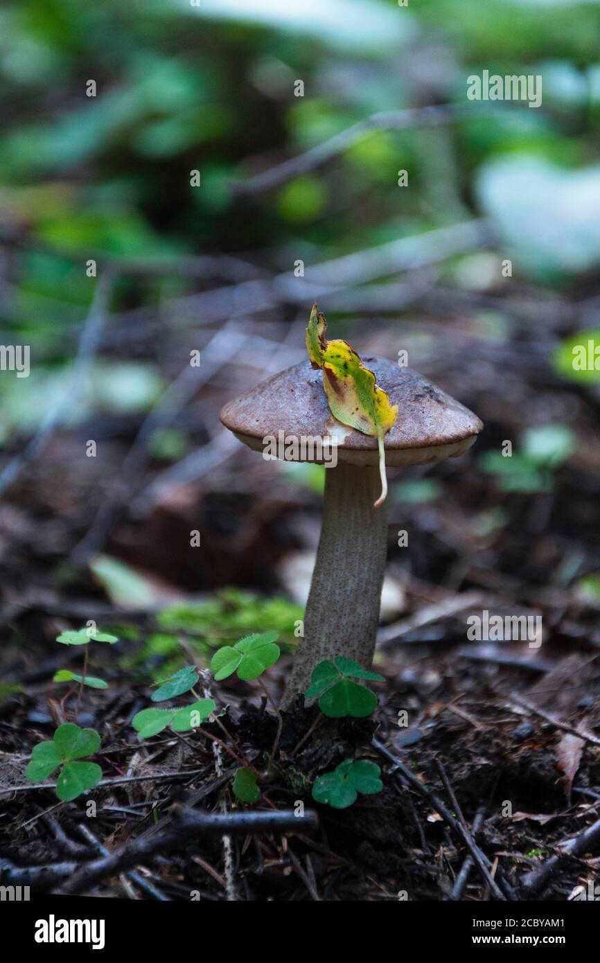 birch mushroom under trees of woods, season of mushrooms Stock Photo Alamy