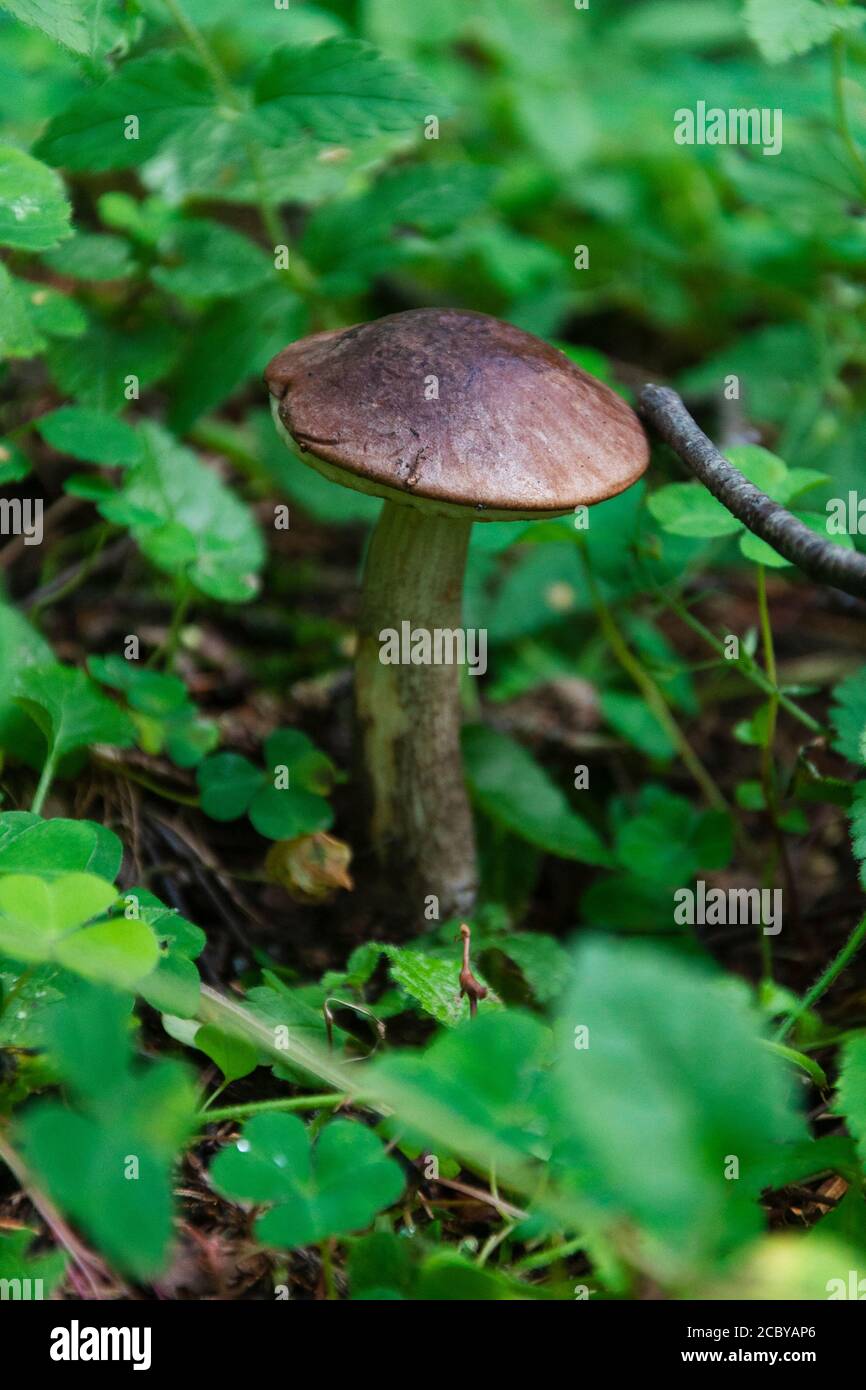 birch mushroom under trees of woods, season of mushrooms Stock Photo Alamy