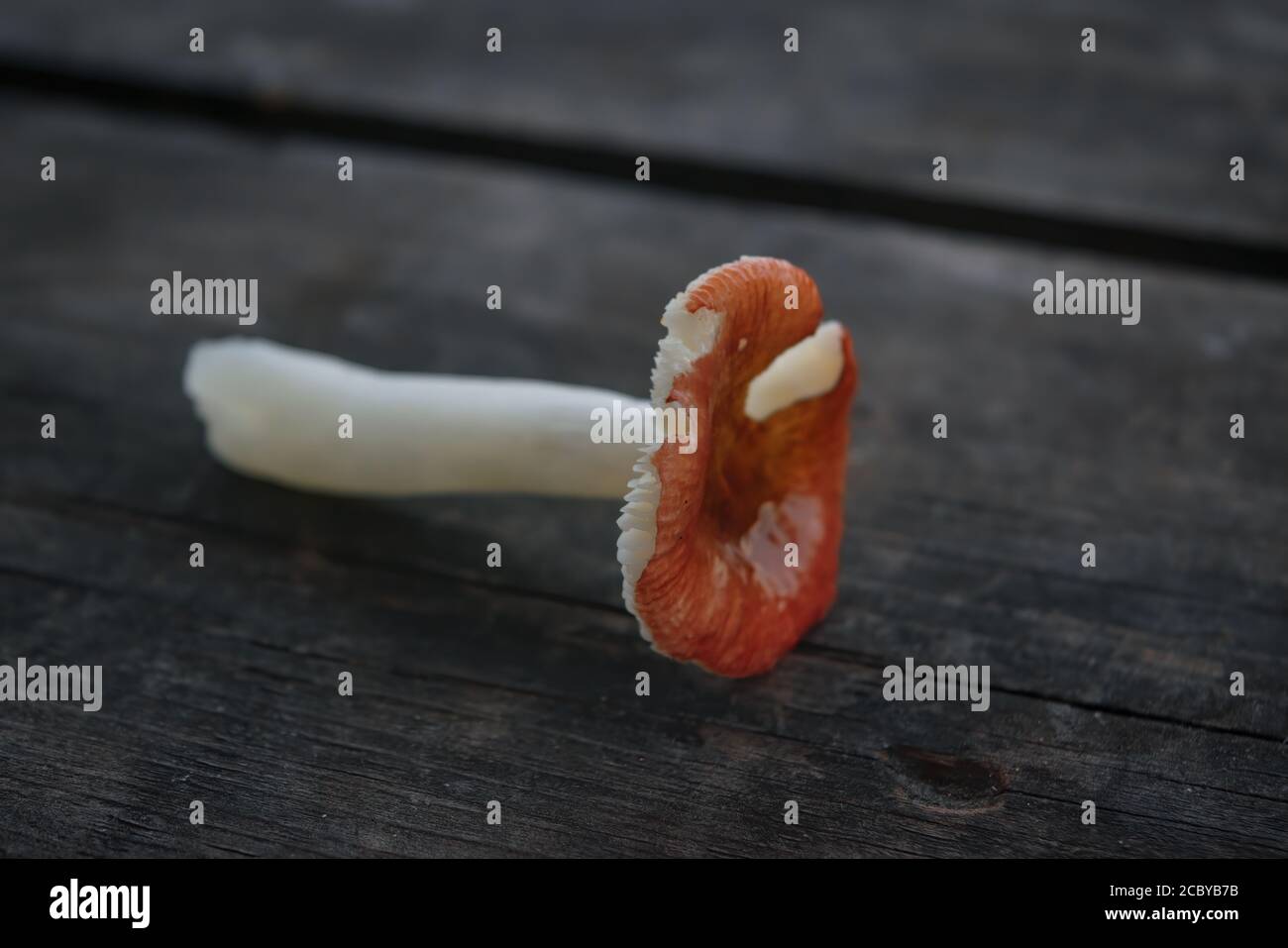 Russula mushrooms on the background of an old wooden table. Stock Photo