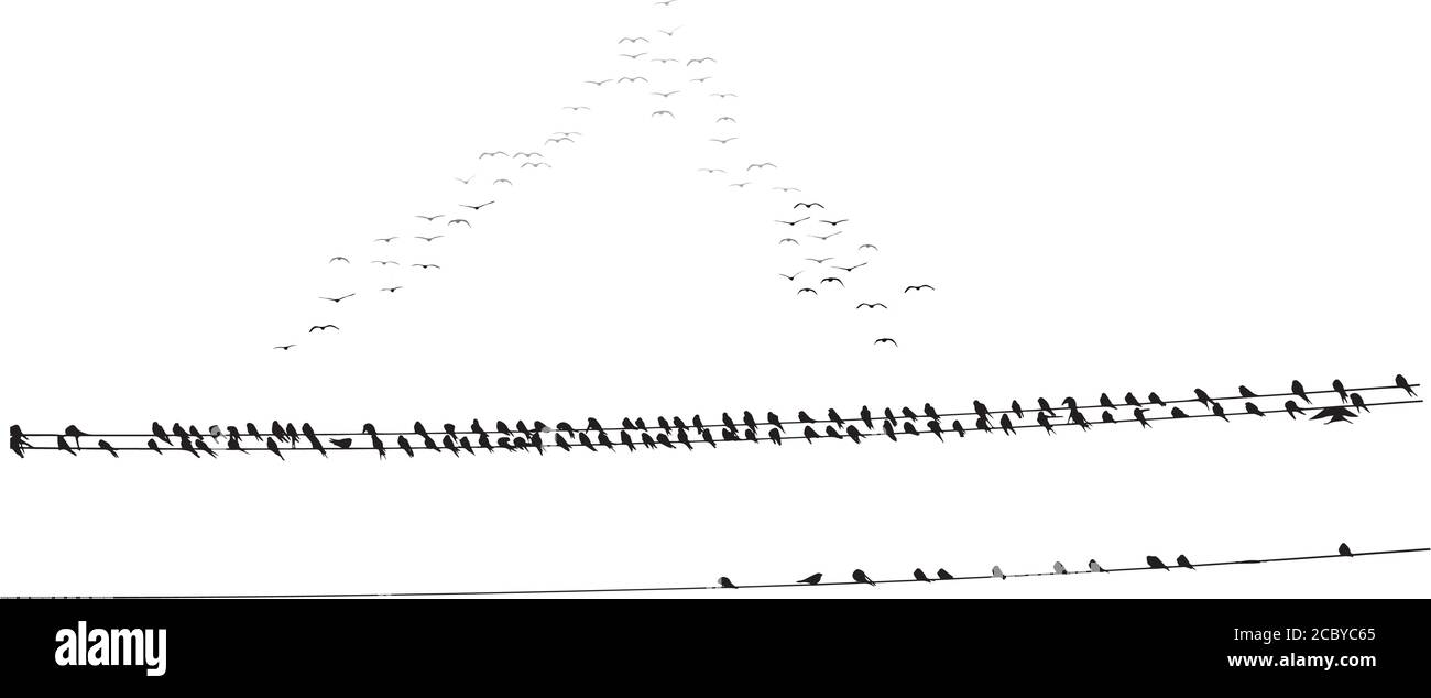 Birds on wire. Vector image. White background Stock Vector Image & Art ...