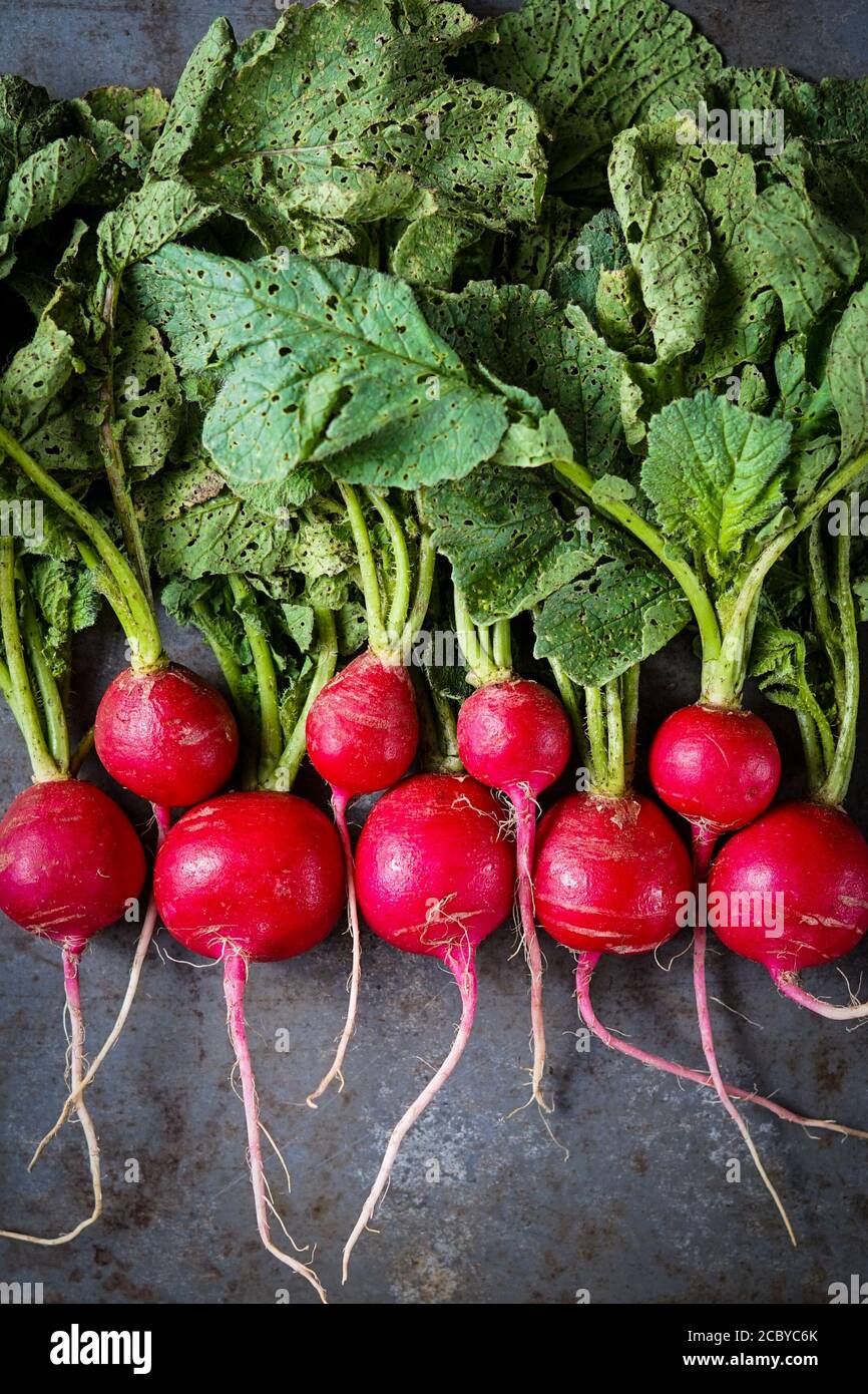 Fresh radishes on a dark surface Stock Photo