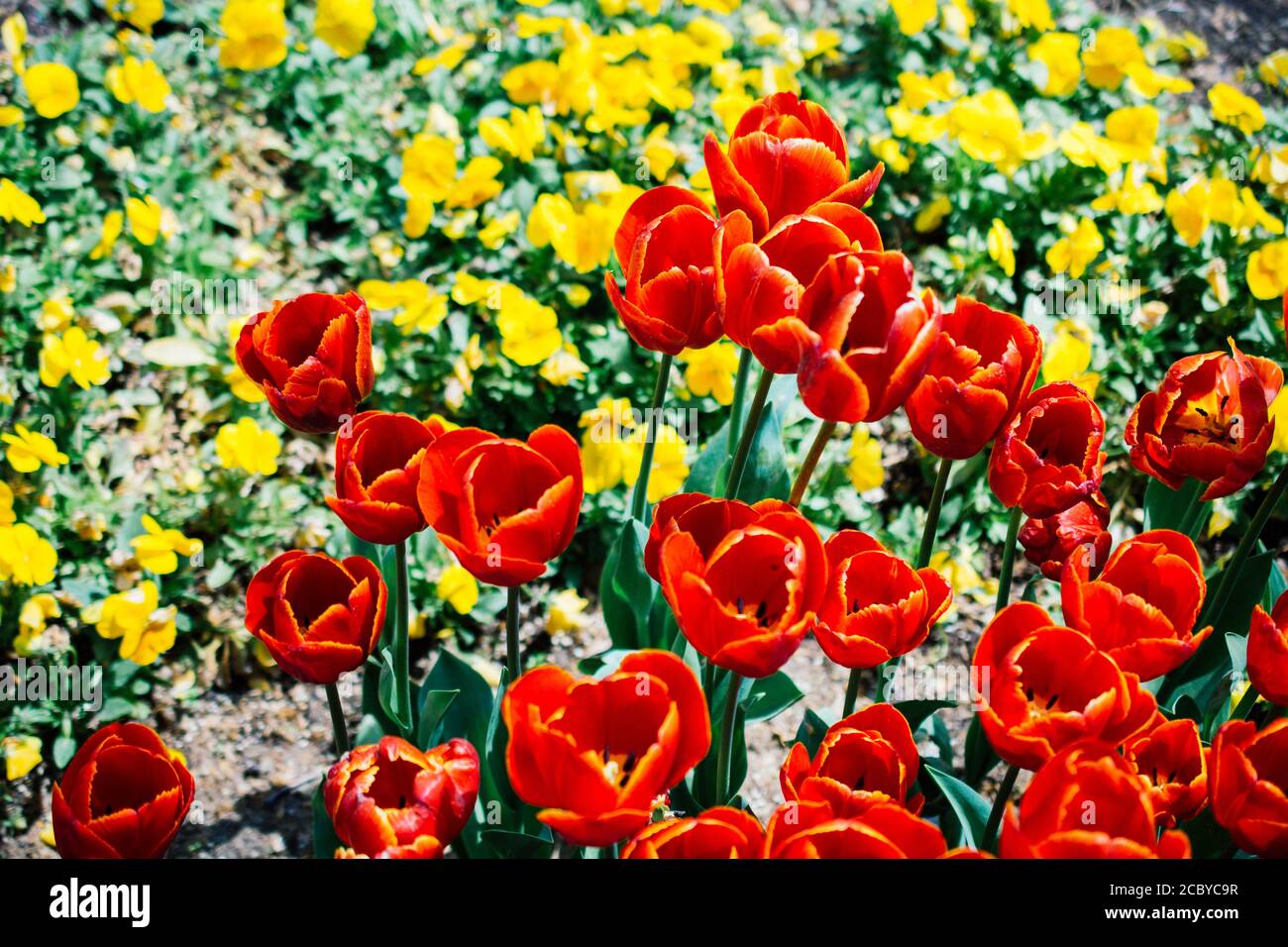 Colorful tulip flowers bloom in the spring garden Stock Photo - Alamy