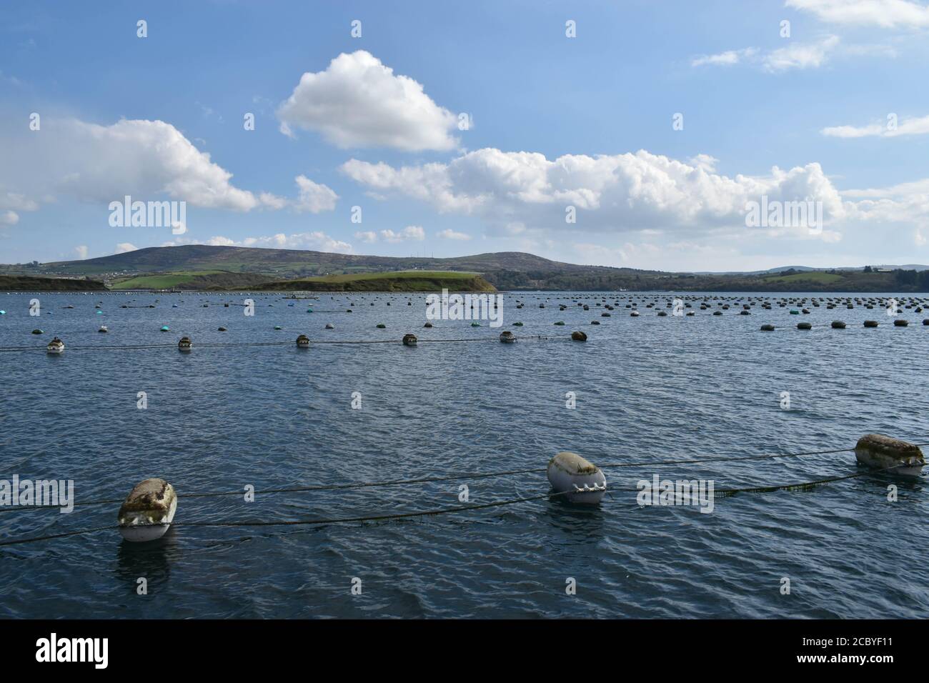 Bantry Bay Mussels rope, Bantry, West Cork, Ireland. Stock Photo