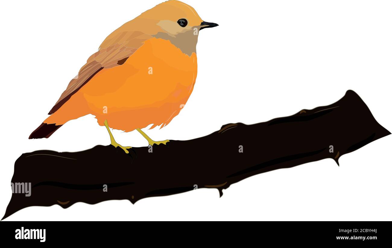 Cute little birds. Vector images. White background. Stock Vector