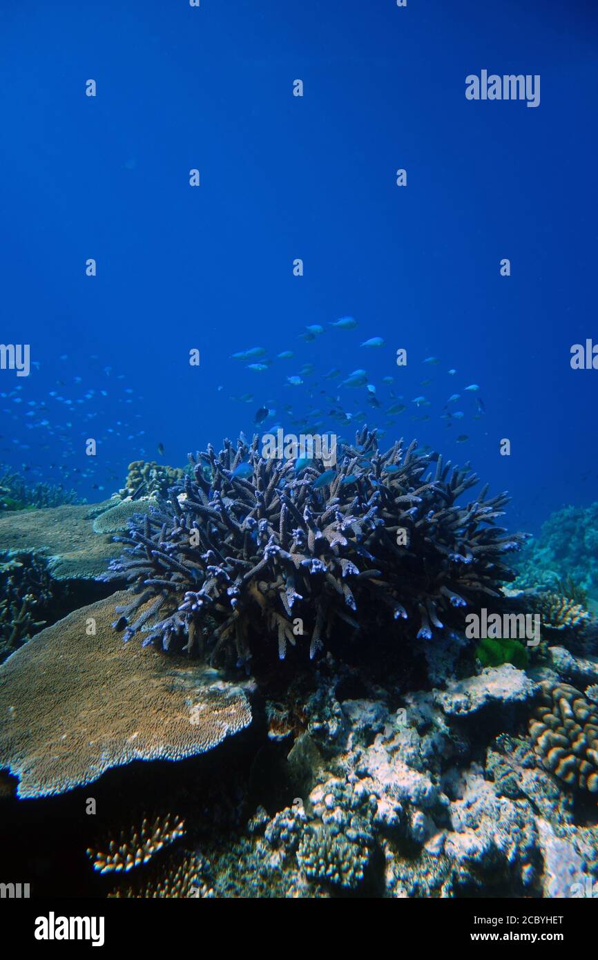 Chromis fish and healthy Acropora corals at Moore Reef, Great Barrier Reef, Queensland, Australia. August 2020 Stock Photo
