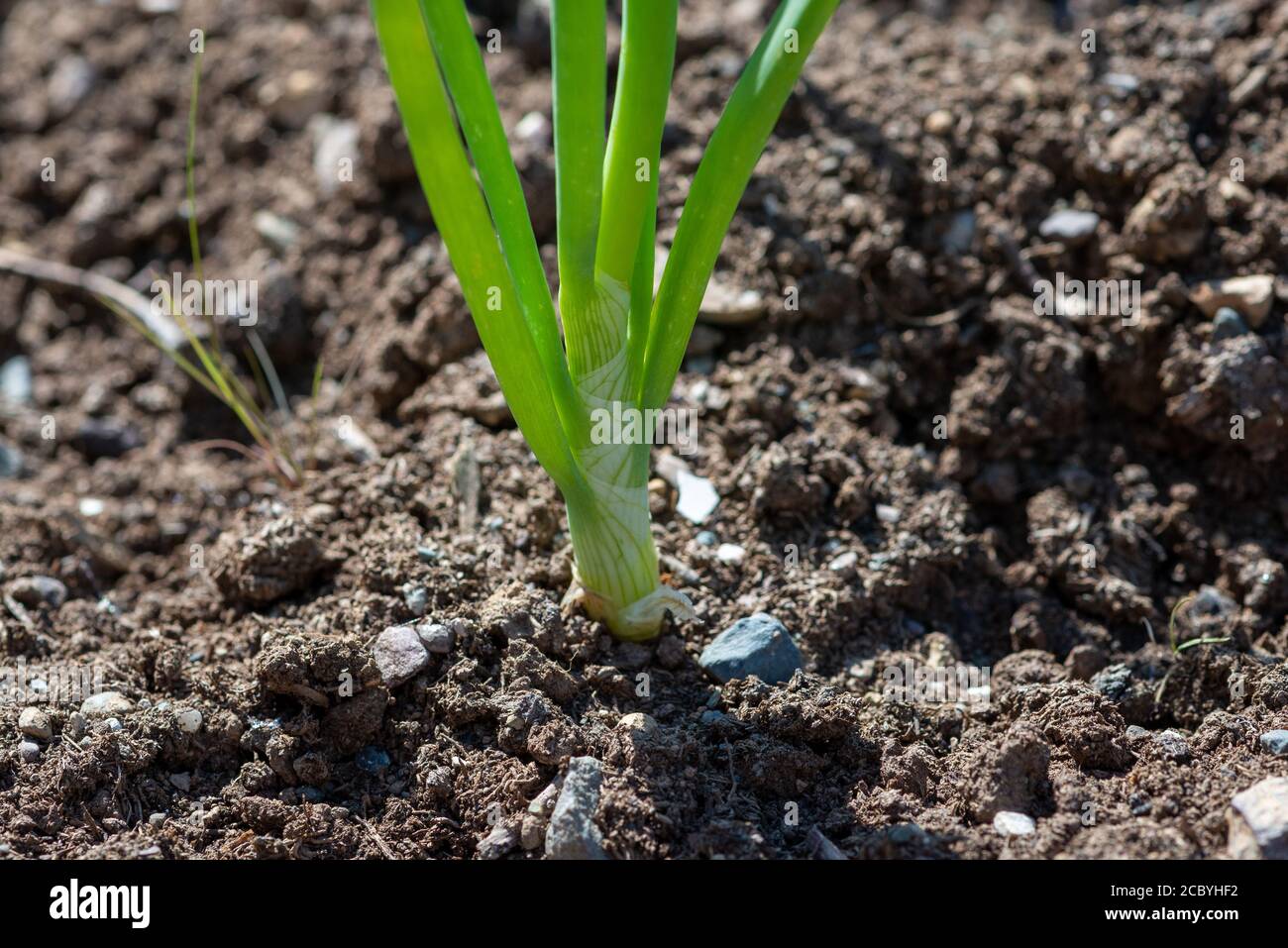 Stalks of organic green onion as it grows in a farmer's field. The tall