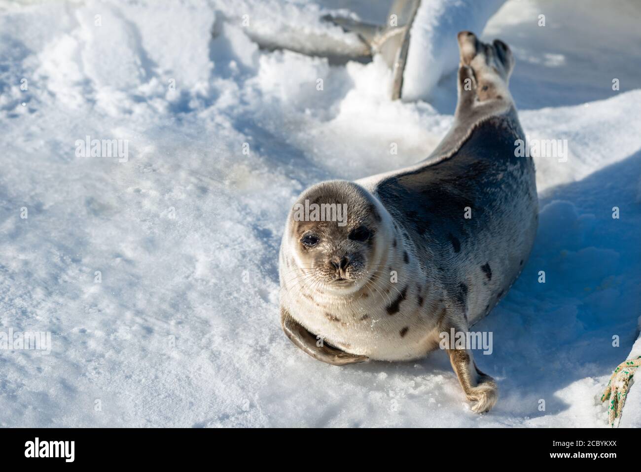 A young harp seal, saddleback, moves across the frozen ice.  It has a tan coat with a large dark spot on its back. Stock Photo