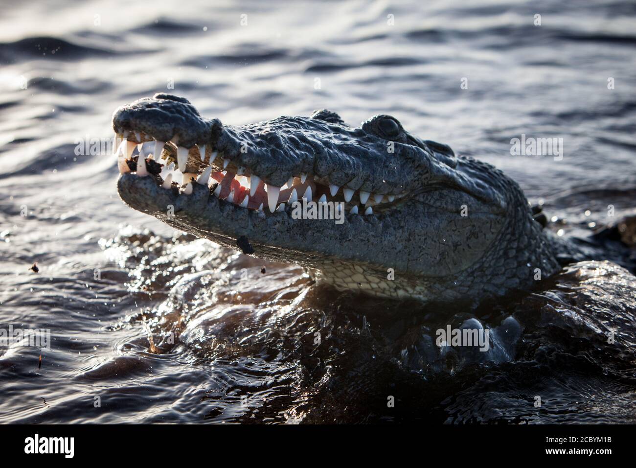An American crocodile, Crocodylus acutus, lurks at the water's edge in the Caribbean Sea in Belize. These are dangerous and sneaky predators. Stock Photo