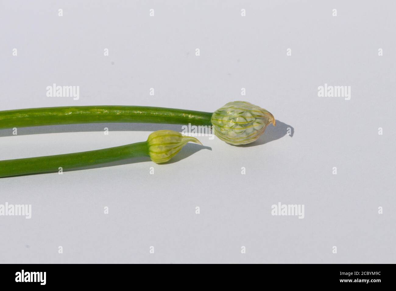 Garlic scapes on a white background. The two edible, long deep green