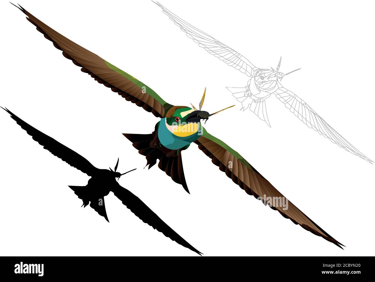 Colorful bird flying. Realistic vector image. Bird: European Bee eater. Merops apiaster. White background. Stock Vector