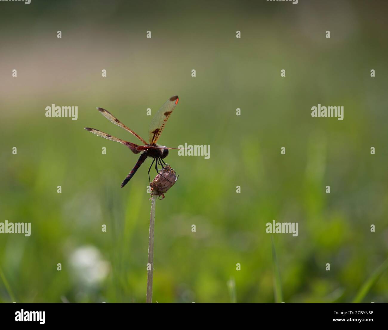 A Calico pennant dragonfly on a marsh plant with blurred green nature background Stock Photo