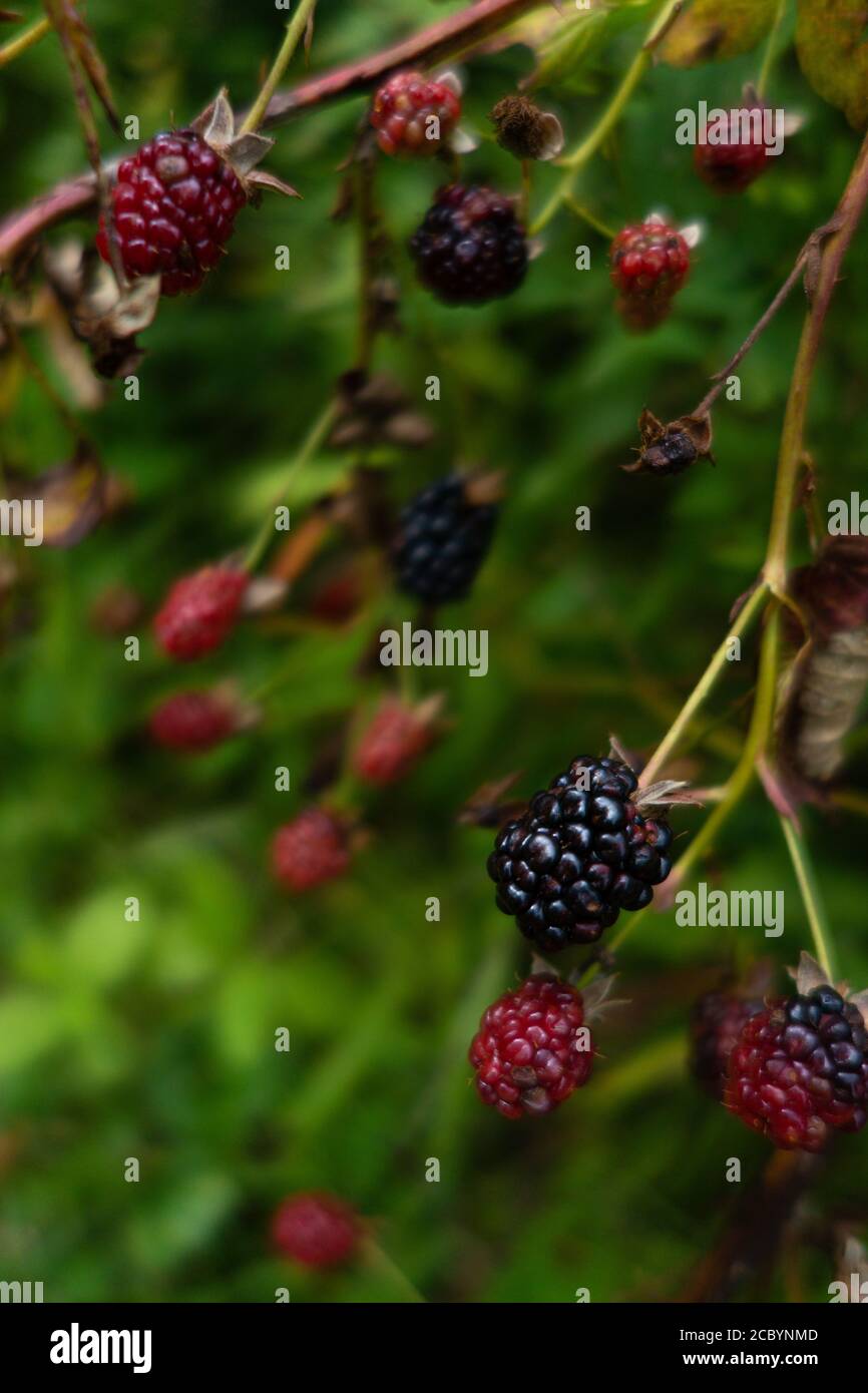 Wild blackberries growing against a green backdrop, semi-ripened Stock Photo