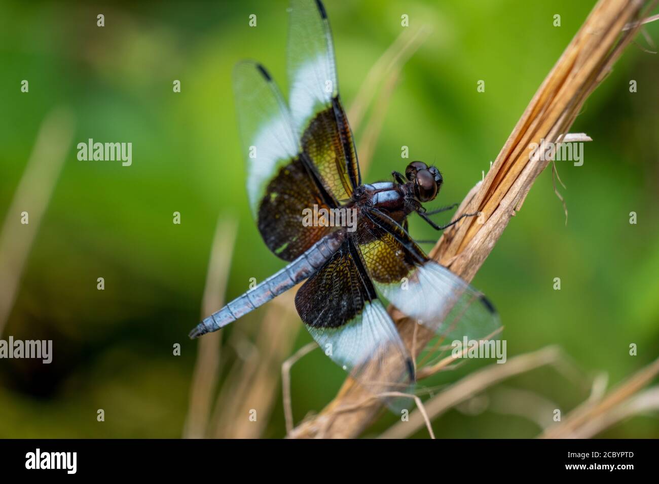 A male Widow Skimmer perches on a twig. Apex, North Carolina Stock ...