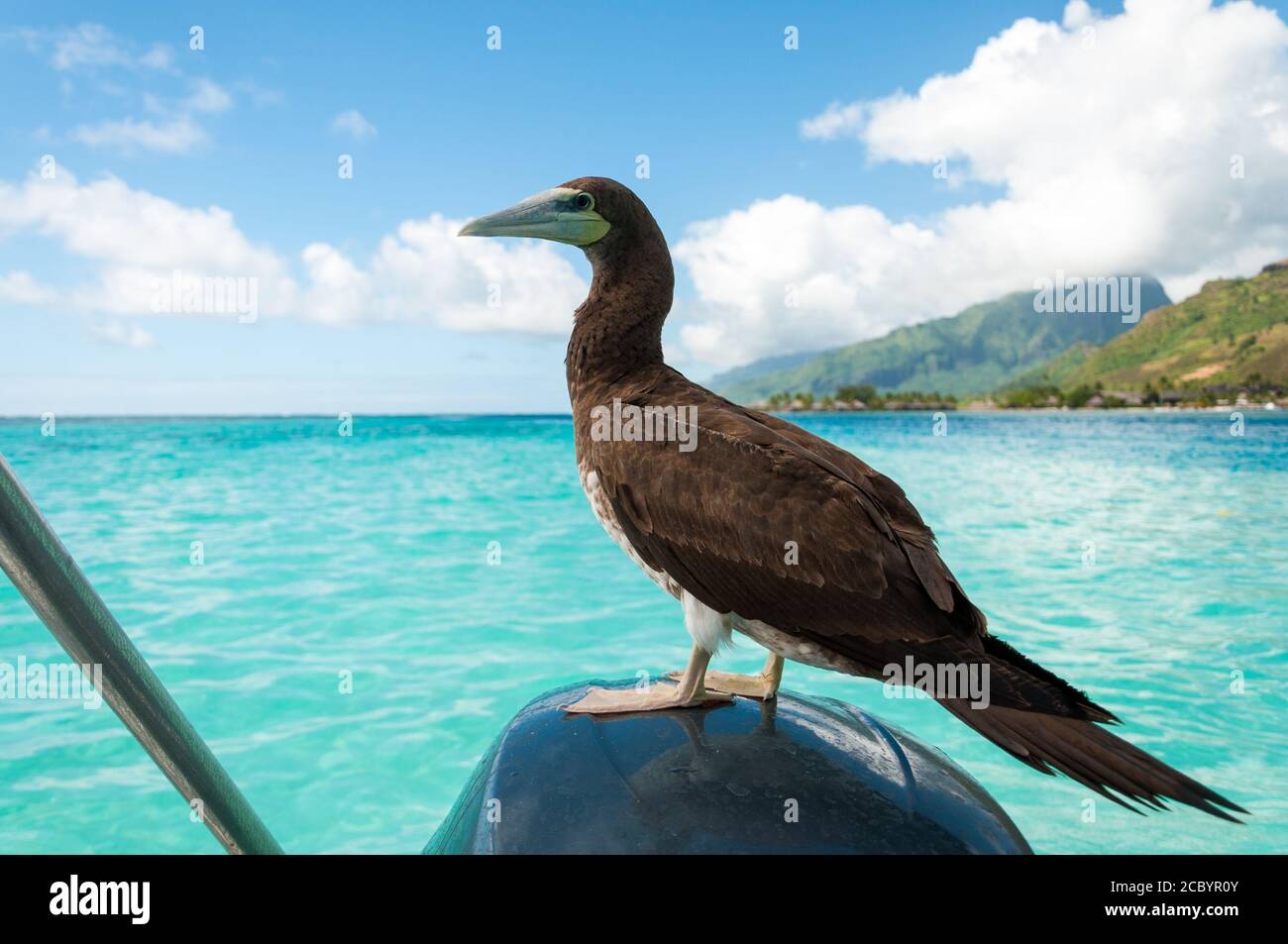 Large black bird resting on the motor of a boat. Stock Photo