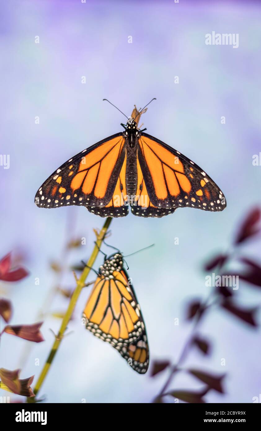 Two Monarch Butterfly, Danaus plexippuson, dry wings on same flower