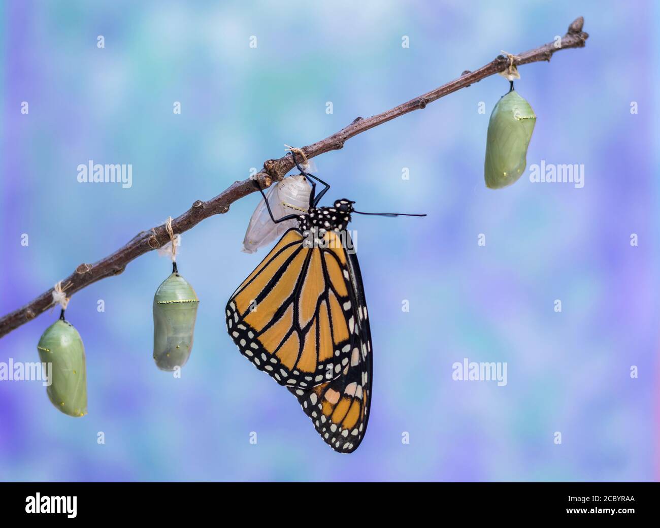 Monarch Butterfly, Danaus plexippuson, emerges from Chrysalis dries wings next to three other Chrysalises blue background portrait Stock Photo