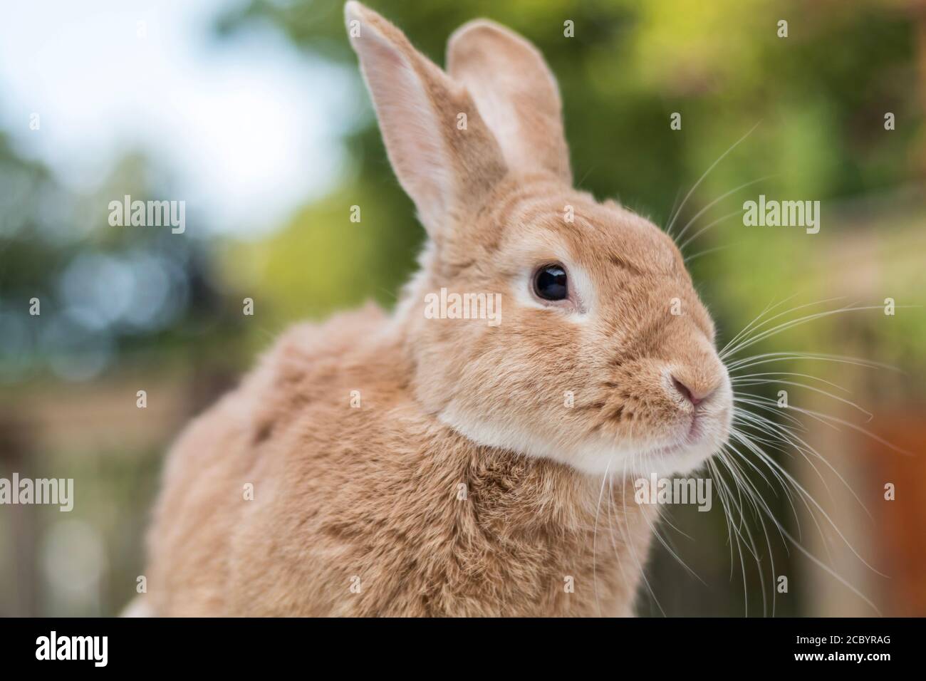 Rufus Rabbit on deck summer morning with sunflowers in background ...