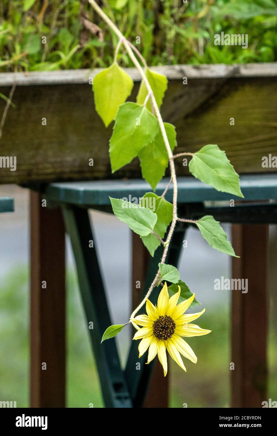 Yellow Sunflower hanging down after rain Stock Photo Alamy