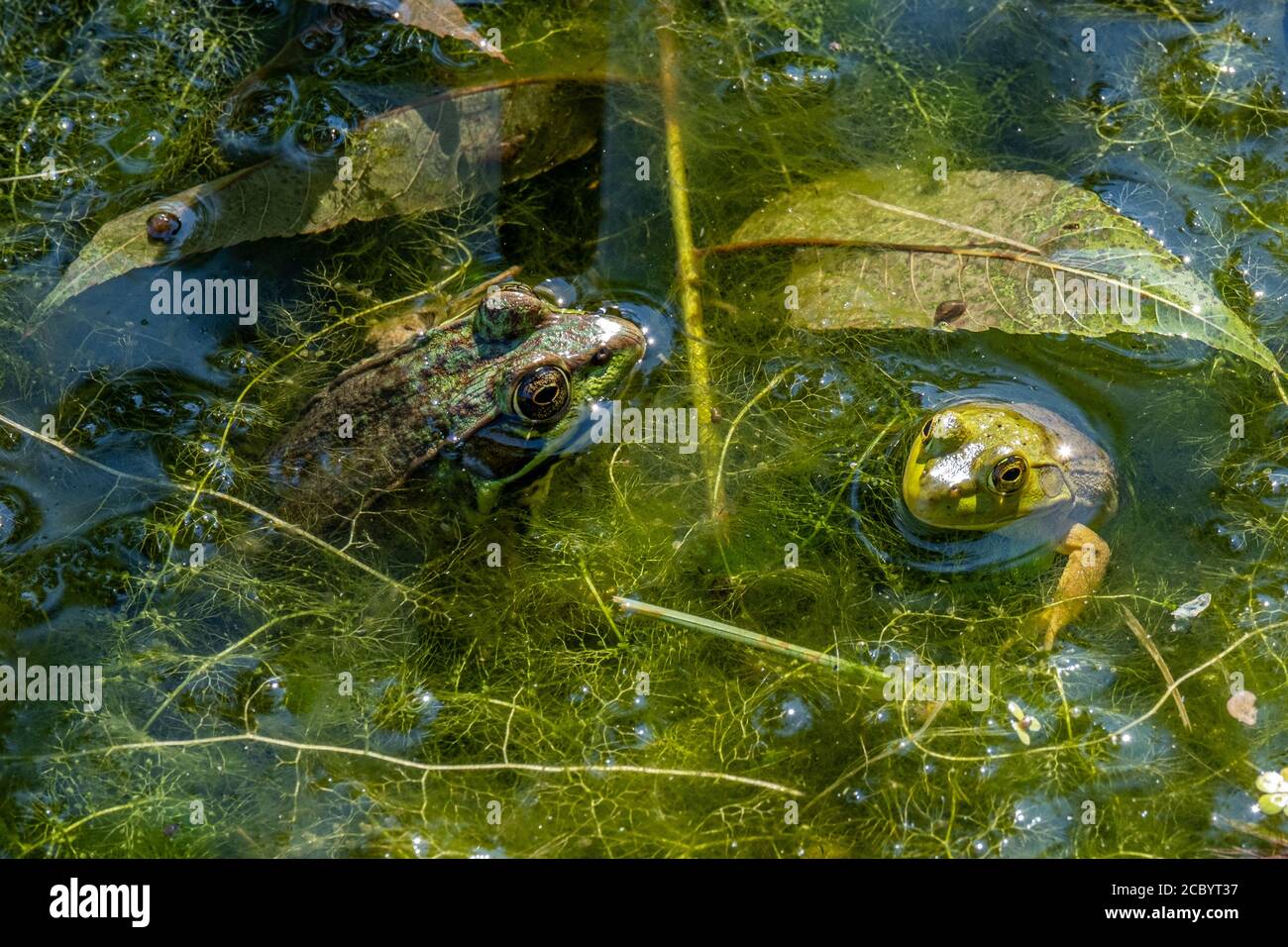 Green frogs hires stock photography and images Alamy