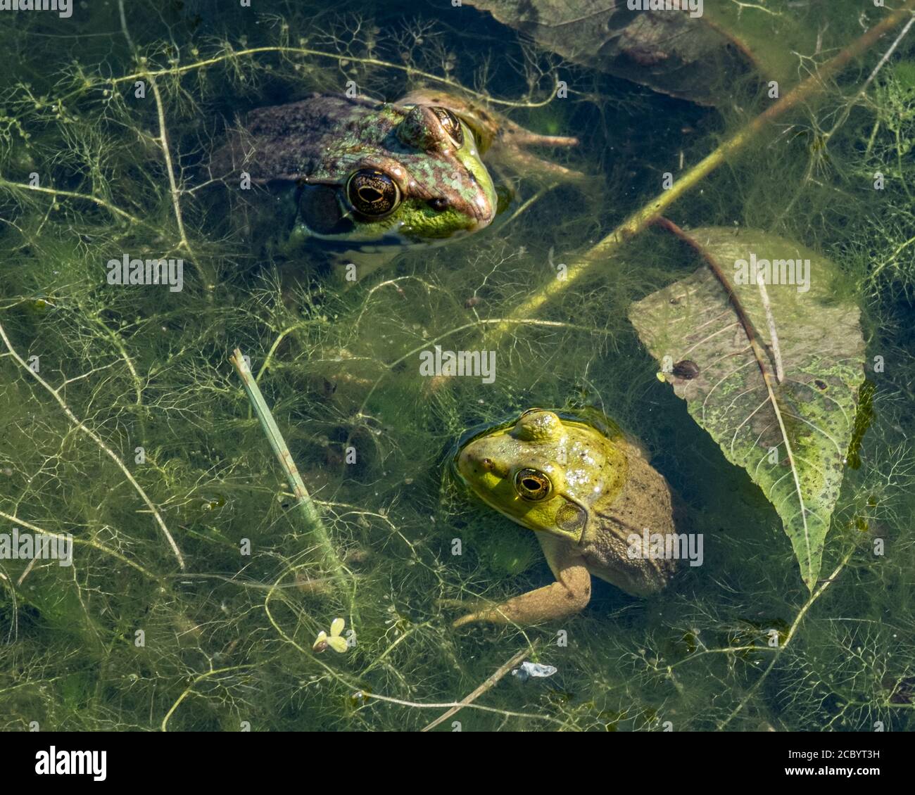 Green frogs in a small pond Stock Photo Alamy