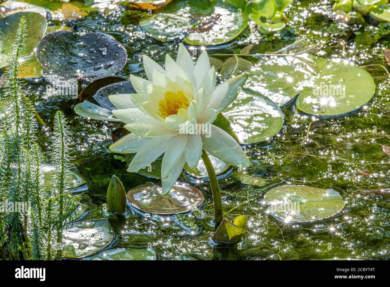 A water lily in a small pond Stock Photo - Alamy