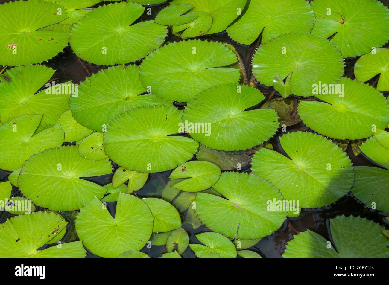 Bright green nenuphar leaves in a pond in Moorea, French Polynesia Stock Photo
