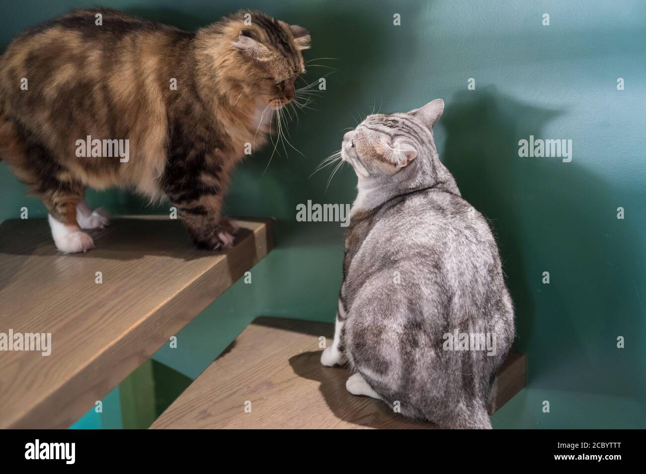 Norwegian Forest Cat and American Shorthair meet Stock Photo