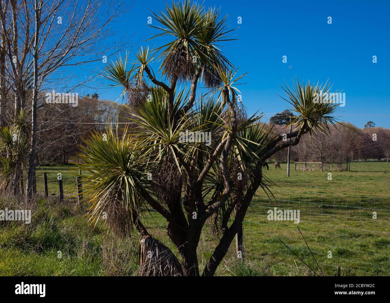 New Zealand Countryside Scenes Cabbage Tree (Cordyline australis Stock