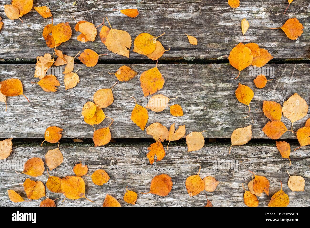 Autumn yellow leaves on wooden background Stock Photo
