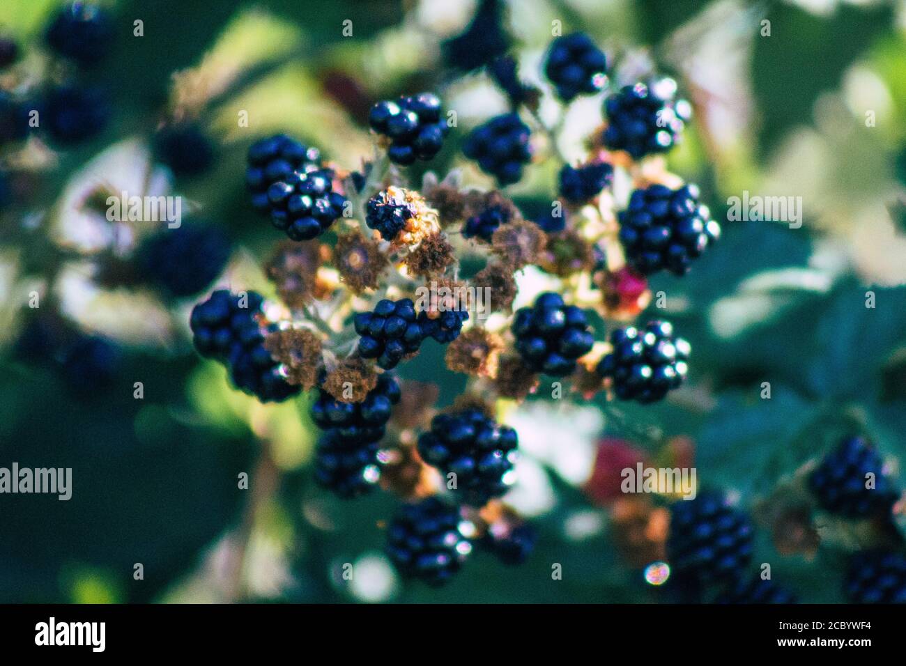Closeup of wild blackberries growing in the French countryside in
